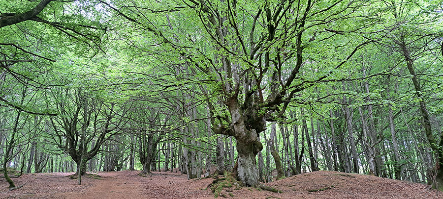 Bosque
