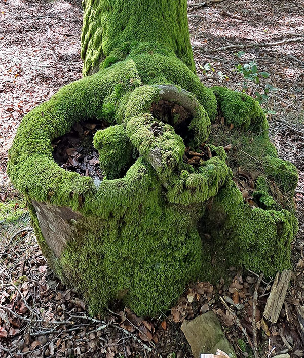 Tronco de árbol